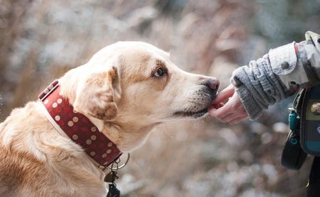 Conoce los mejores alimentos para perros de raza pequeña