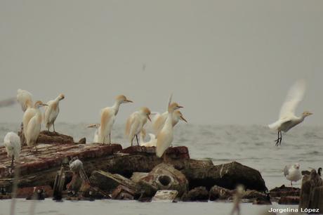 Mar de Ansenuza (3 de noviembre de  2019)