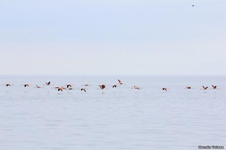 Mar de Ansenuza (3 de noviembre de  2019)