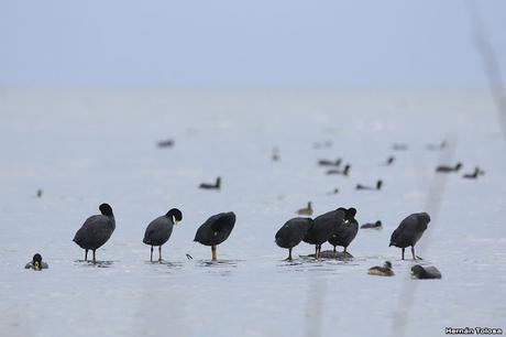 Mar de Ansenuza (3 de noviembre de  2019)