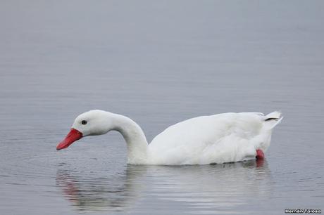 Mar de Ansenuza (3 de noviembre de  2019)