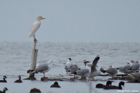 Mar de Ansenuza (3 de noviembre de  2019)
