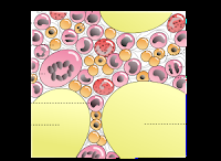 Identifican proteína que rige la autorrenovación de las células madre
