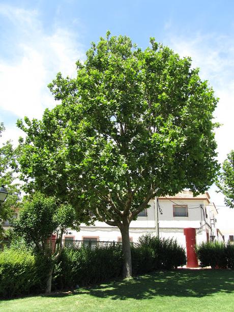 [A VUELAPLUMA] Cabezazo contra un árbol
