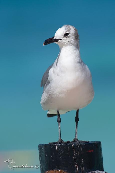 Gaviota Reidora Americana (Laughing Gull) Leucophaeus atricilla