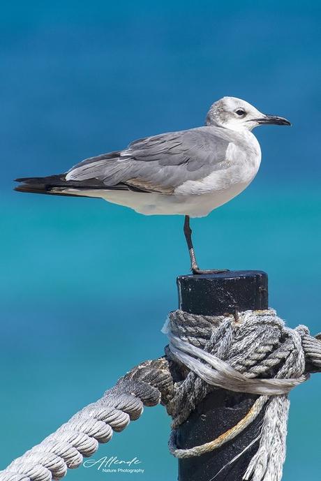 Gaviota Reidora Americana (Laughing Gull) Leucophaeus atricilla