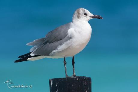 Gaviota Reidora Americana (Laughing Gull) Leucophaeus atricilla