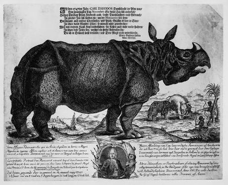 La duradera rivalidad entre el rinoceronte y el elefante