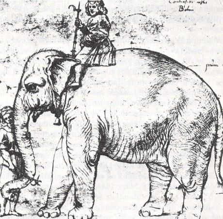 La duradera rivalidad entre el rinoceronte y el elefante