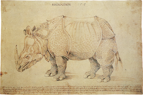 La duradera rivalidad entre el rinoceronte y el elefante