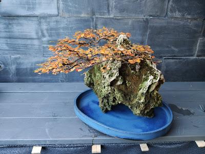 FARALLON en otoño 2019