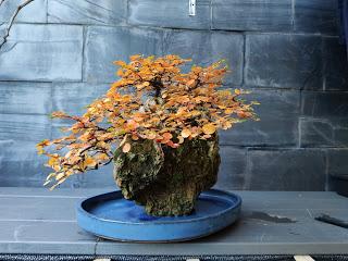 FARALLON en otoño 2019