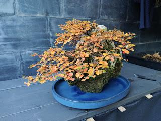 FARALLON en otoño 2019