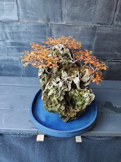 FARALLON en otoño 2019