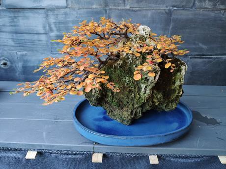 FARALLON en otoño 2019