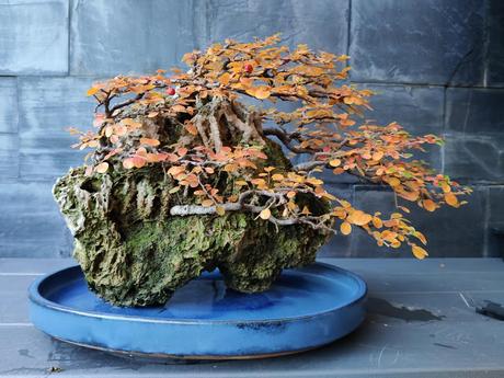 FARALLON en otoño 2019