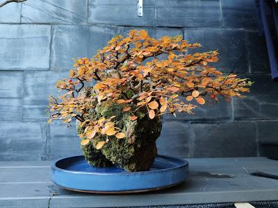 FARALLON en otoño 2019