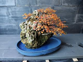 FARALLON en otoño 2019