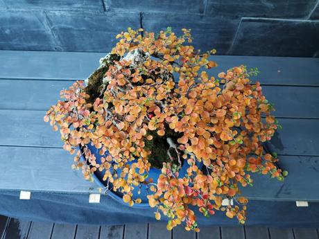 FARALLON en otoño 2019