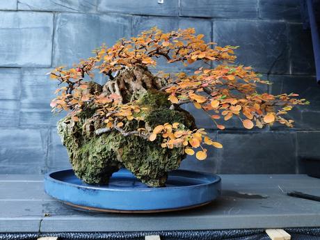 FARALLON en otoño 2019