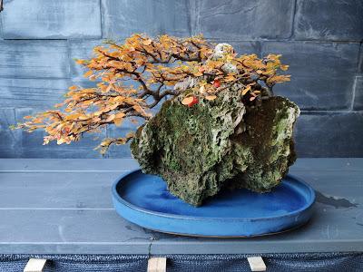 FARALLON en otoño 2019