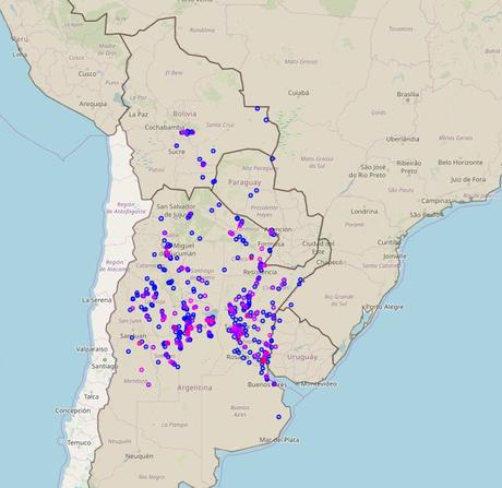 Carpintero del cardón (Melanerpes cactorum)
