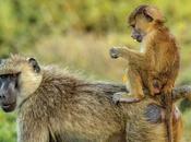 medio ambiente animales