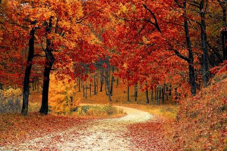 paseo naturaleza otoño