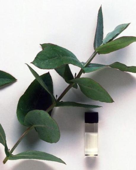 6 regalos de Navidad handmade con eucalipto