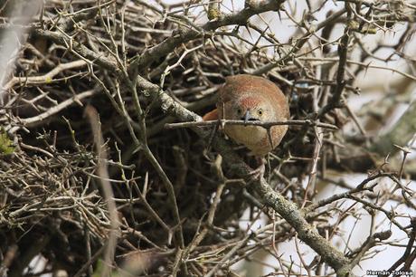 Reciclando materiales para el nido