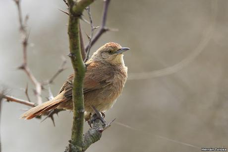 Reciclando materiales para el nido