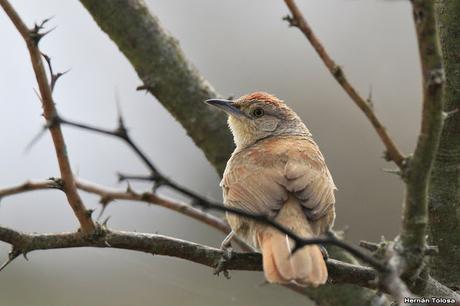 Reciclando materiales para el nido