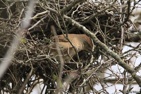 Reciclando materiales para el nido
