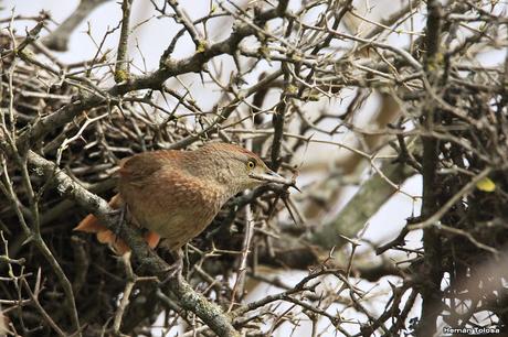 Reciclando materiales para el nido