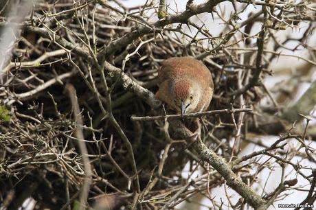Reciclando materiales para el nido