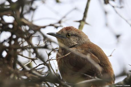 Reciclando materiales para el nido
