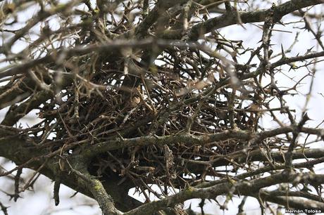 Reciclando materiales para el nido