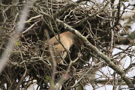 Reciclando materiales para el nido