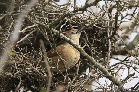 Reciclando materiales para el nido