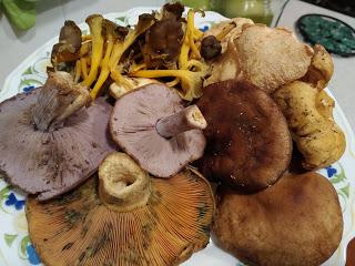 GUISAILLO DE BENARRABÁ CON SETAS, GARBANZOS Y AOVE DE LA SERRANÍA DE RONDA (MOLINO DE DON FELIX) GUISAILLO DE BENARRABÁ CON SETAS, GARBANZOS Y AOVE DE LA SERRANÍA DE RONDA (MOLINO DE DON FELIX)