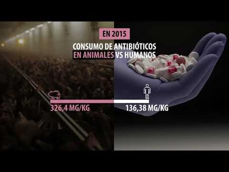 ¿Qué lleva la carne que comemos? España es líder en abuso de antibióticos en ganadería pese a las alertas Imagen de previsualización de YouTube