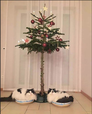 Protegiendo el árbol navideño de las garras de nuestros gatos
