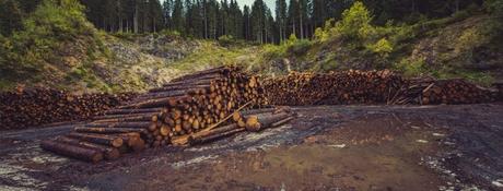 LA DEFORESTACIÓN Y SU ESTRECHA RELACIÓN CON EL CALENTAMIENTO DEL PLANETA. CAMBIO CLIMÁTICO tala de troncos de arboles deforestacion