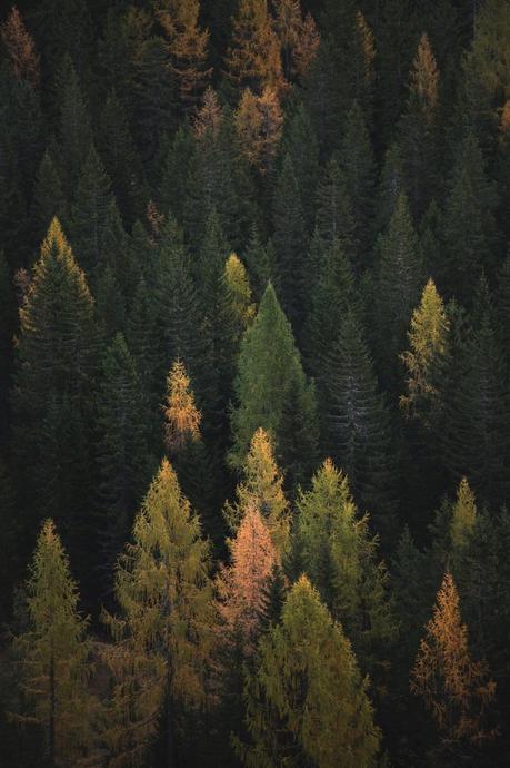 LA DEFORESTACIÓN Y SU ESTRECHA RELACIÓN CON EL CALENTAMIENTO DEL PLANETA. CAMBIO CLIMÁTICO bosque-deforestacion