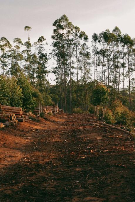 LA DEFORESTACIÓN Y SU ESTRECHA RELACIÓN CON EL CALENTAMIENTO DEL PLANETA. CAMBIO CLIMÁTICO deforestacion arboles cortados