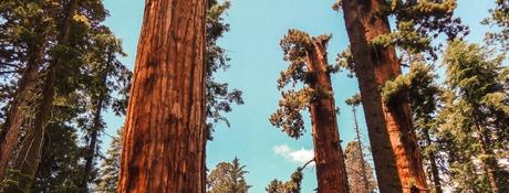 LA DEFORESTACIÓN Y SU ESTRECHA RELACIÓN CON EL CALENTAMIENTO DEL PLANETA. CAMBIO CLIMÁTICO arboles bosques deforestacion