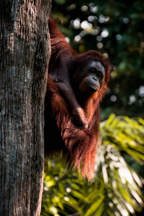 LA DEFORESTACIÓN Y SU ESTRECHA RELACIÓN CON EL CALENTAMIENTO DEL PLANETA. CAMBIO CLIMÁTICO orangutanes jungla riesgo de deforestacion
