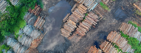 LA DEFORESTACIÓN Y SU ESTRECHA RELACIÓN CON EL CALENTAMIENTO DEL PLANETA. CAMBIO CLIMÁTICO la deforestacion arboles talados