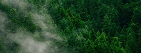 LA DEFORESTACIÓN Y SU ESTRECHA RELACIÓN CON EL CALENTAMIENTO DEL PLANETA. CAMBIO CLIMÁTICO bosques pinos