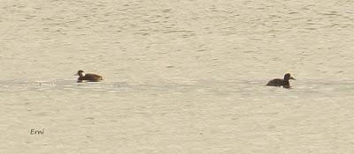 BASTARDOS EN LAS MARISMAS DE SANTOÑA